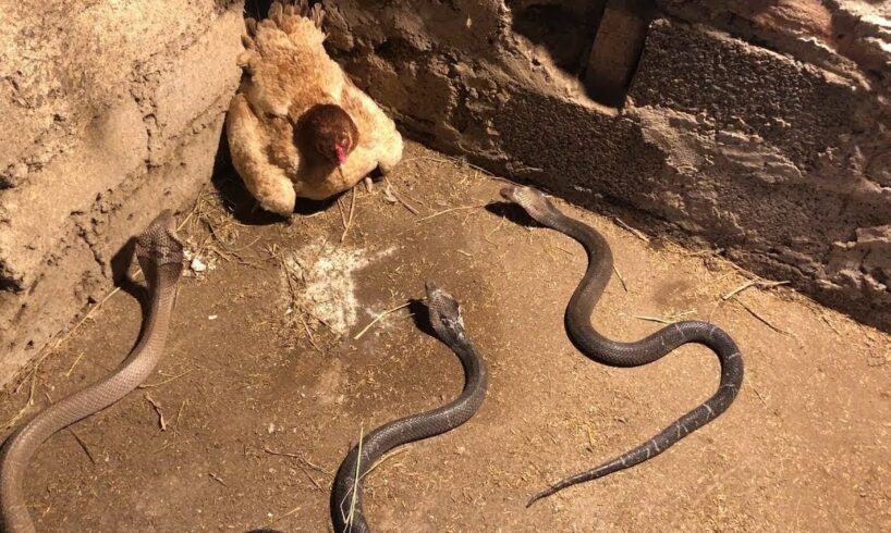 Wildest Animal Battles Ever Caught on Camera! 🐆🔥