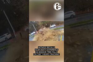 Witness recalls near-death experience as massive tree falls on car: 'I heard cracking'