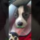 Woman Finds a ‘Broken’ Pittie Puppy Abandoned | The Dodo