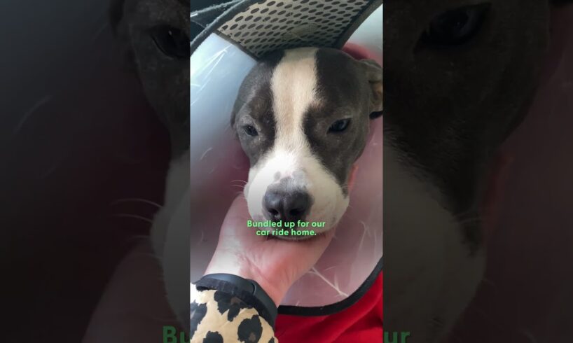 Woman Finds a ‘Broken’ Pittie Puppy Abandoned | The Dodo