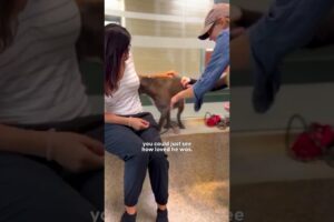 Woman Realizes She's Been Wrong About Pit Bulls Her Whole Life | The Dodo