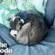 Woman Wakes Up To A Pit Bull Curled Up On Her Outdoor Couch | The Dodo