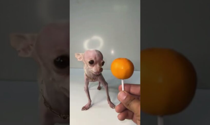 World smallest dog mew.