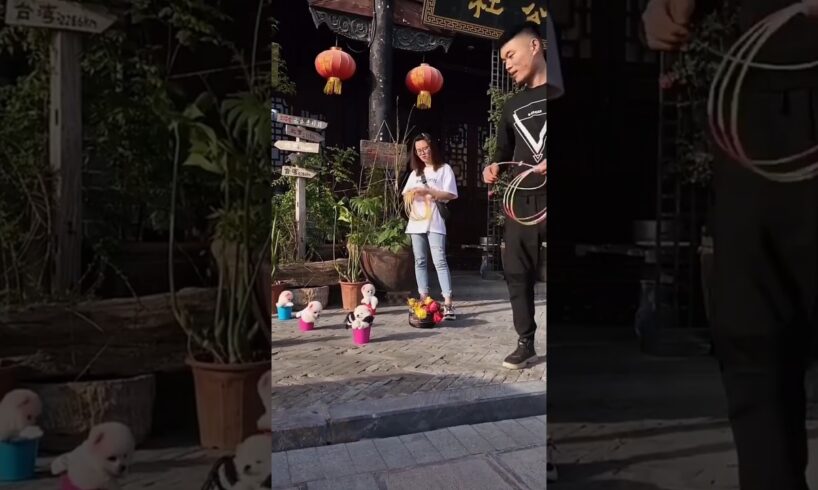 World's Most Cutest Puppies🥰❤️#jaidmeel#shortsfeed#trending#viral