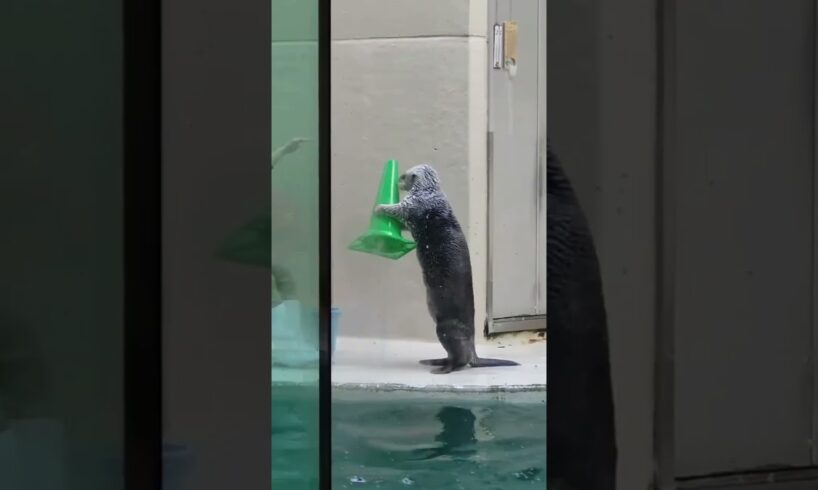 Wow polished playing of cute sea otter #animals #seaotter #cute #shorts #viralvideo