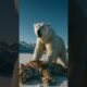 You Won’t Believe Who Survives These Brutal Animal Fights 🐅⚔️😵‍💫