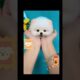 Your daily dose of cute puppies🐶#viral #daniandibi #shorts #fyp #cute #dog #puppy #pourtoi #parati