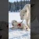 a kind man and the white lion cub #animals #wildliferescue #cuteanimals #bigcat
