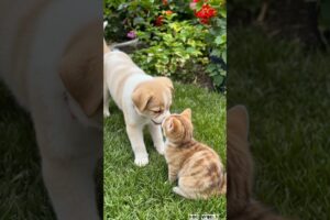adorable puppy having fun with cat #puppy #cute #dog #animals #pets #shorts