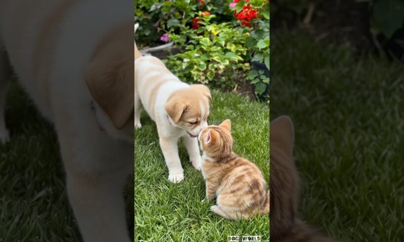 adorable puppy having fun with cat #puppy #cute #dog #animals #pets #shorts