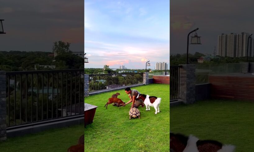 all the animals are playing in the band all the wild animals