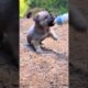 anak anjing lucu #shorts