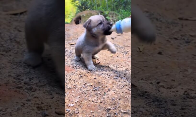 anak anjing lucu #shorts
