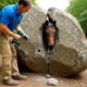 animal rescue : Man Performs Incredible Rescue of Horse Trapped Inside Solid Rock