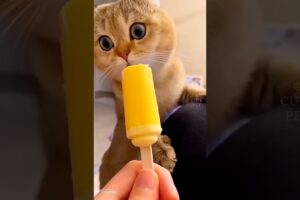 baby kitten enjoying 💕🤩 playing 😻 #funny #trendingshorts #cute #reels #trending #youtubeshorts #cat