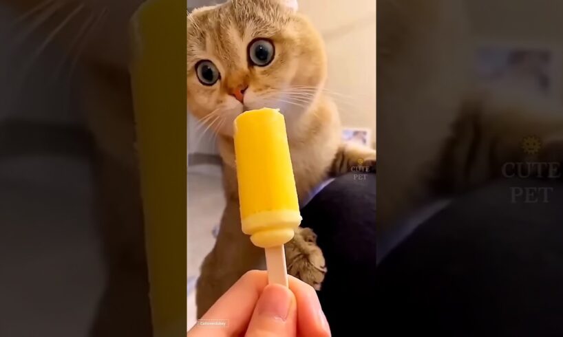 baby kitten enjoying 💕🤩 playing 😻 #funny #trendingshorts #cute #reels #trending #youtubeshorts #cat