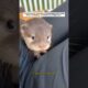 baby otter follows #lovestory #animals #wildliferescue #wildlife #rescue #cute#otter #love