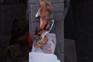 calico cat stray cats survival stray dogs cats animal rescue cat feeder cat rescue