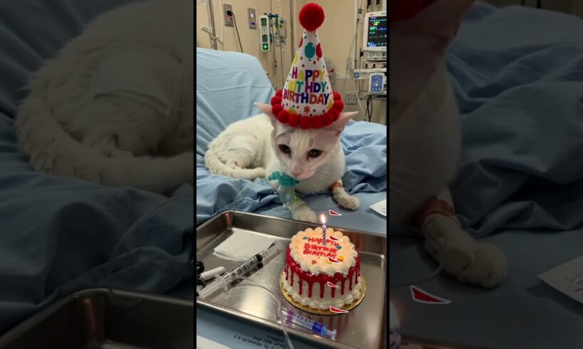 #cat #aiandcats #happybirthday #aicats #birthday #animalintelligence #cake #cats #cute #kitten #o