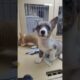 checking out the cutest puppies