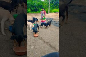 cute dog #doglover#puppy #labrador #shortvideo #