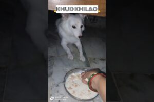 cute puppies adorable video #puppy #cute #cutedog #dog #shorts
