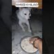 cute puppies adorable video #puppy #cute #cutedog #dog #shorts