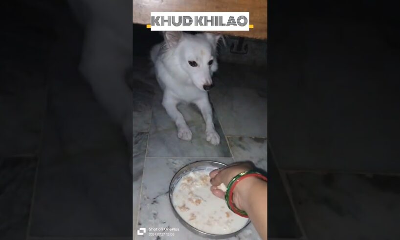 cute puppies adorable video #puppy #cute #cutedog #dog #shorts