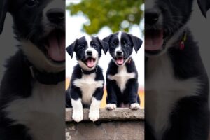 cute puppies barking adorable video #puppy #barking #dogs #dog #trending #dogvideos #pets #shorts