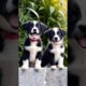 cute puppies barking adorable video #puppy #dog #barking #dogvideos #cutedog #trending #pets #shorts