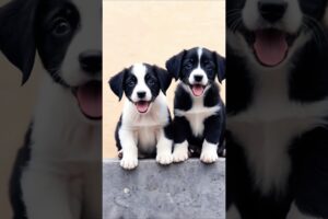 cute puppies barking adorable video #puppy #dog #puppies #barking #dogvideos #trending #pets #shorts