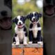 cute puppies barking adorable video #puppy #pets #dog #barking #cuteanimals #trending #dogs #shorts
