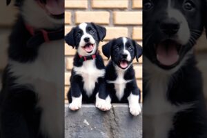 cute puppies barking adorable video #puppy #pets #dog #dogvideos #barking #cutedog #trending #shorts