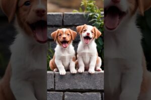 cute puppies barking, sitting on a wall #puppy #dog #dogvideos #barking #dogs #youtubeshorts #shorts