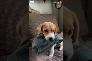 cute puppies #dog #doglover#pets