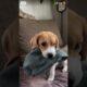 cute puppies #dog #doglover#pets