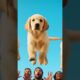 cute puppies falling from sky 🤢 #dogshorts #funny #barkingbliss #cutepet #comedy #cute #newshorts