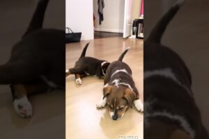 cute puppies relaxing video 🐾😴 #puppy #cute #dog #pets #funny #animals #shorts
