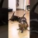 cute puppies relaxing video 🐾😴 #puppy #cute #dog #pets #funny #animals #shorts