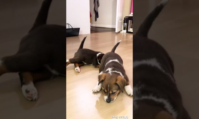 cute puppies relaxing video 🐾😴 #puppy #cute #dog #pets #funny #animals #shorts