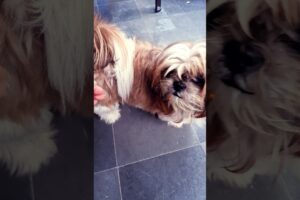 cute puppies #viralreels #shots #puppy
