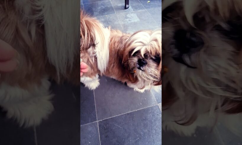 cute puppies #viralreels #shots #puppy