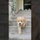 cute puppy adorable video #puppy #cute #pets #funny #dog #puppydog #shorts