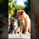 cute puppy and a kitten playing on the street #cat #kitten #dog #puppy ##cuteanimals #youtubeshorts