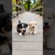 cute puppy playing video #puppy #cute #cutedog #dog #pets #animals #shorts