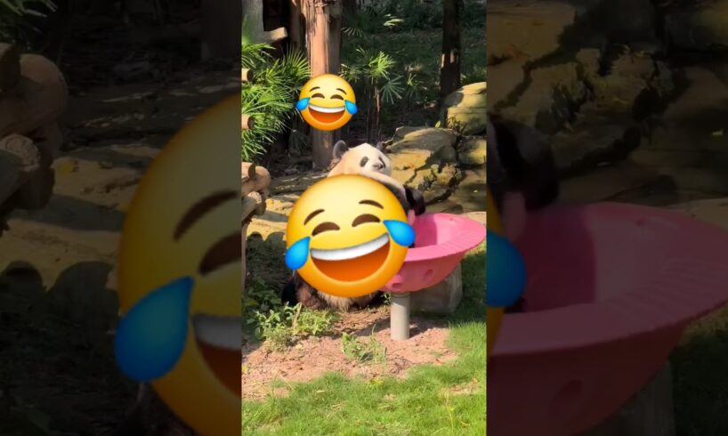 funny pandas playing around the park #giantpanda #panda #pandas #animals #funny #funnyanimals
