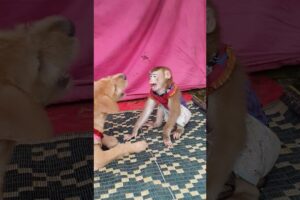 like playing a lot #monkey #adoreble #animals