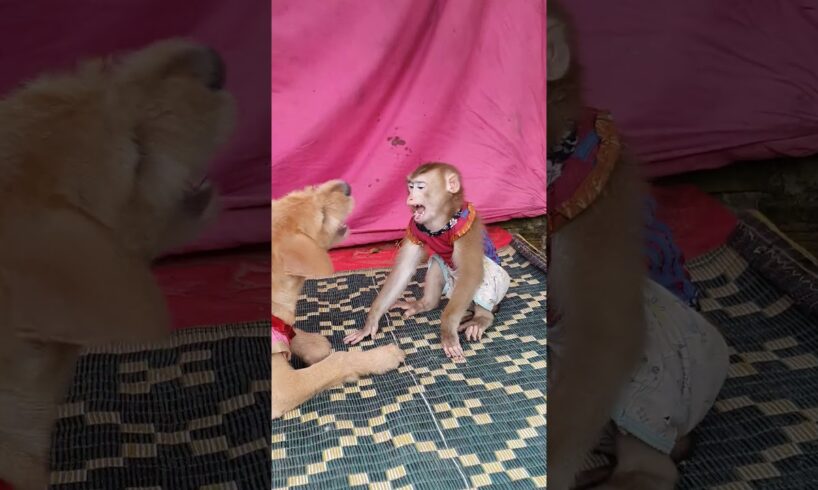 like playing a lot #monkey #adoreble #animals