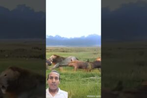 lions & hayena fights #wildlife #lion #trending #animals #viral #shorts