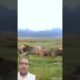 lions & hayena fights #wildlife #lion #trending #animals #viral #shorts